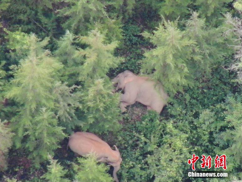 قطيع الأفيال المهاجر في الصين يتحرك قليلا إلى الشمال الشرقي