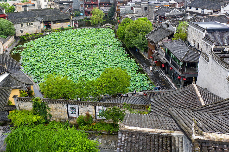 أزهار اللوتس تتفتح في مدينة تشيانتشو القديمة بهونان