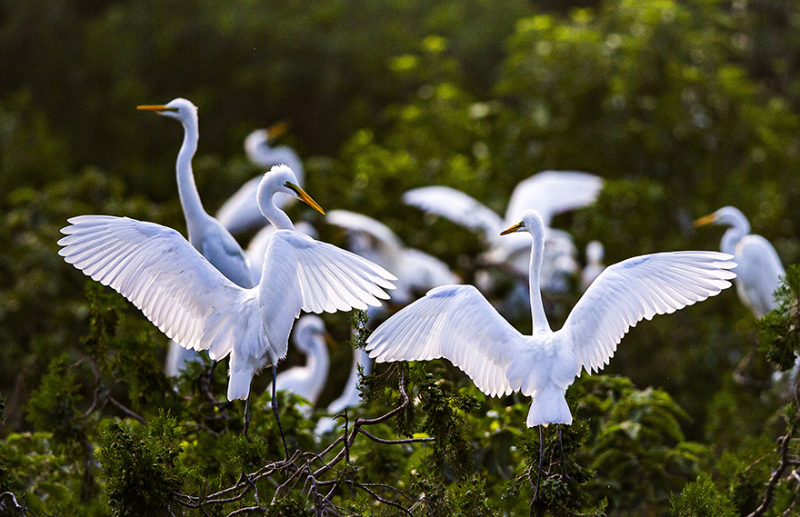 تزايد أعداد طيور البلشون في مقاطعة جيانغسو 