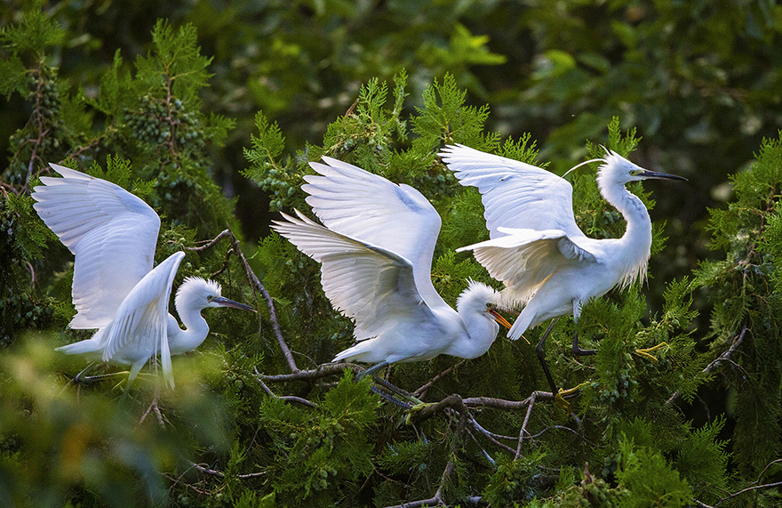 تزايد أعداد طيور البلشون في مقاطعة جيانغسو 
