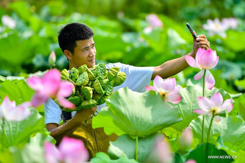 حصاد جذور اللوتس في هونان الصينية