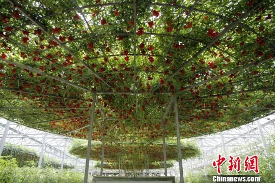 نافذة خاصة لاستكشاف المجتمع رغيد الحياة في الأرياف الصينية(2) ـ شوقوانغ، شاندونغ نموذج للمزارع الذكية في الصين