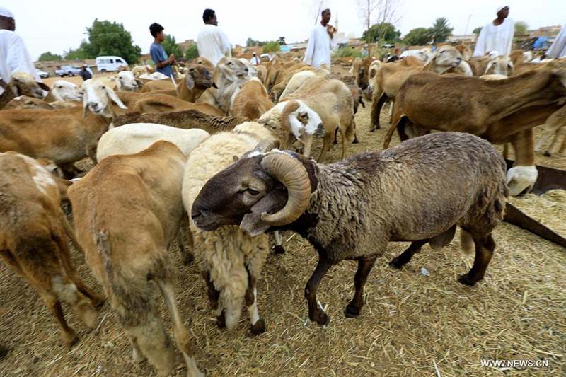 خروف عيد الأضحى في السودان