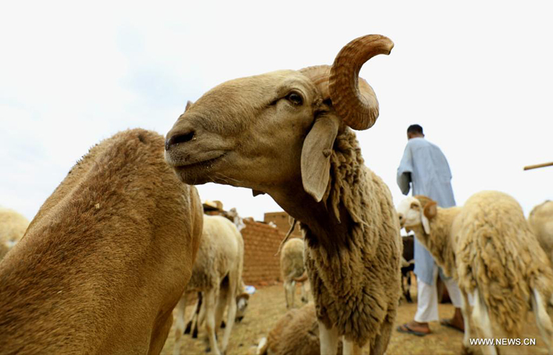 خروف عيد الأضحى في السودان