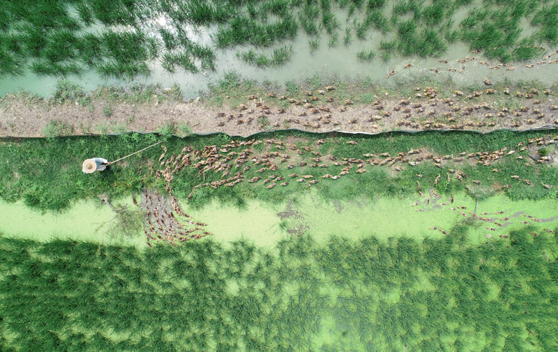 تربية البط في حقول الأرز بتشجيانغ الصينية أظهر فوائد بيئية واقتصادية
