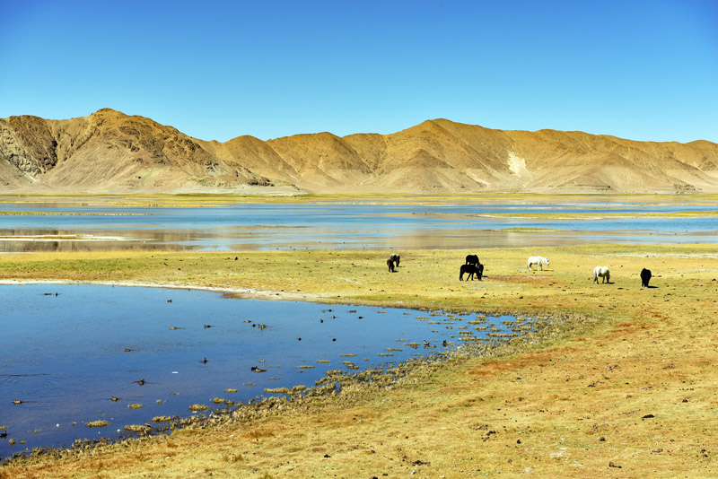لحماية القطب الثالث...التبت تواصل بناء المحميات الطبيعية