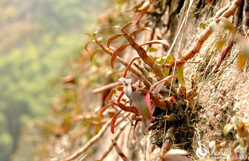 نافذة خاصة لاستكشاف المجتمع رغيد الحياة في الأرياف الصينية (5): نبتة الدندروبيون 