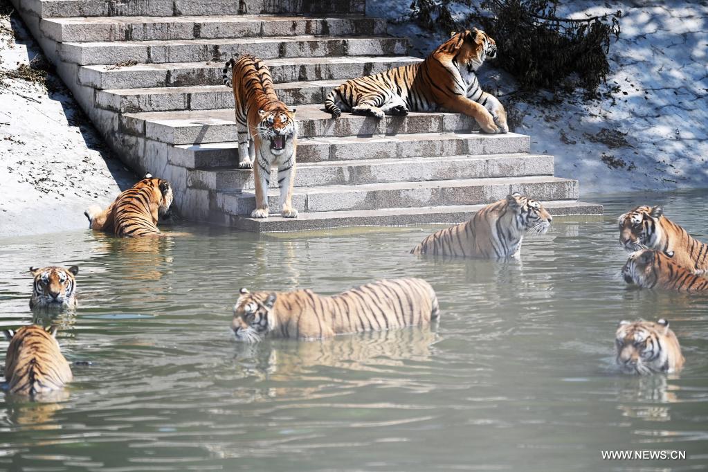 النمور السيبيرية المهددة بالإنقراض في هيلونغجيانغ بالصين