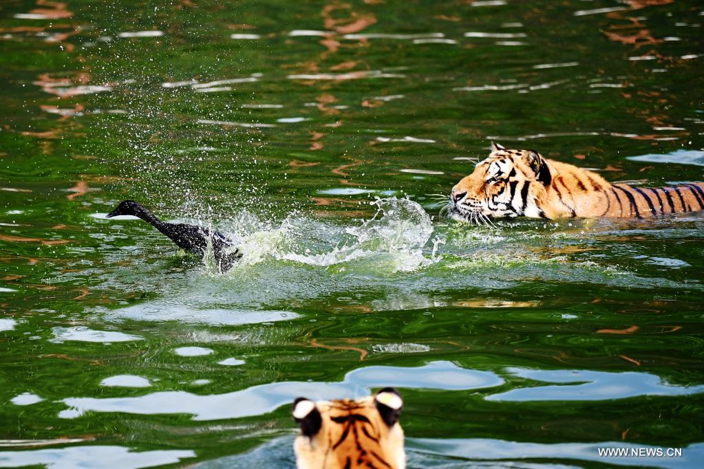 النمور السيبيرية المهددة بالإنقراض في هيلونغجيانغ بالصين