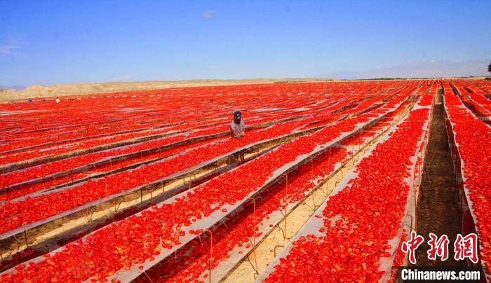 صحراء شينجيانغ تستقبل موسم حصاد محصول الطماطم