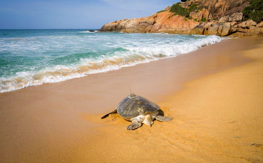 هاينان تطلق السلاحف البحرية لحماية المحيط