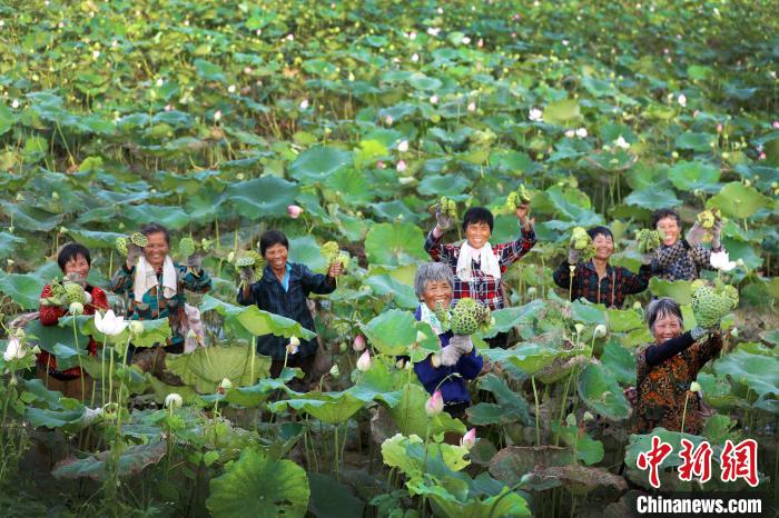 نافذة خاصة لاستكشاف المجتمع رغيد الحياة في الأرياف الصينية (10): أزهار اللوتس، جمال ومنفعة اقتصادية لسكان قرى جيانغشي