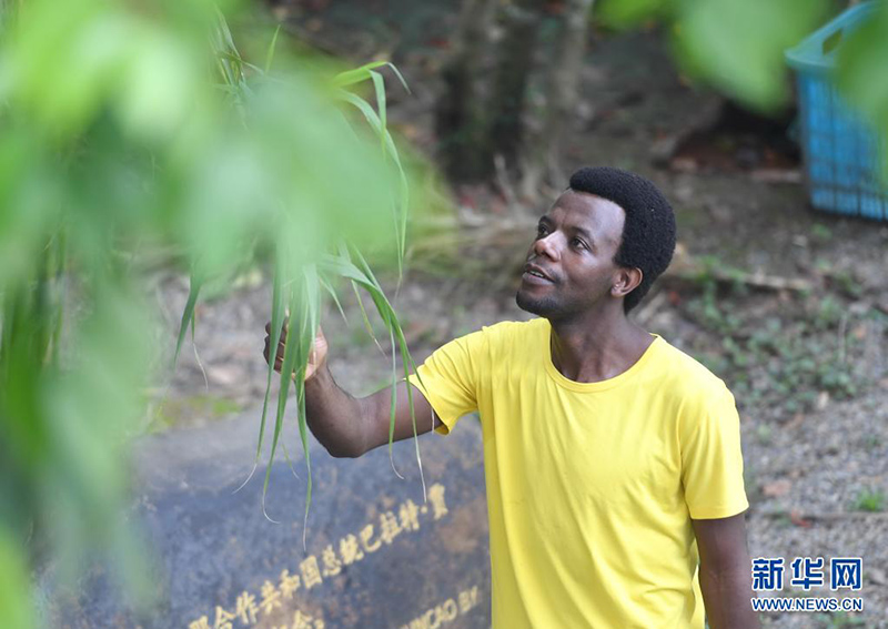 الشباب الإفريقي يعبر المحيط لتعلم تكنولوجية زراعة 