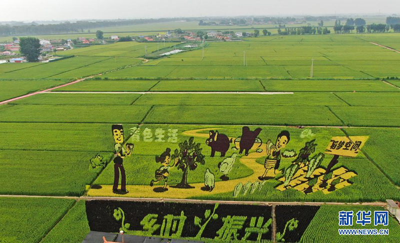 لوحات حقول أرز شنيانغ تخطف الأنظار في لياونينغ