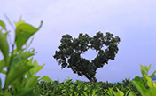 شجرة الكافور تنمو لتصبح" شجرة الحب"