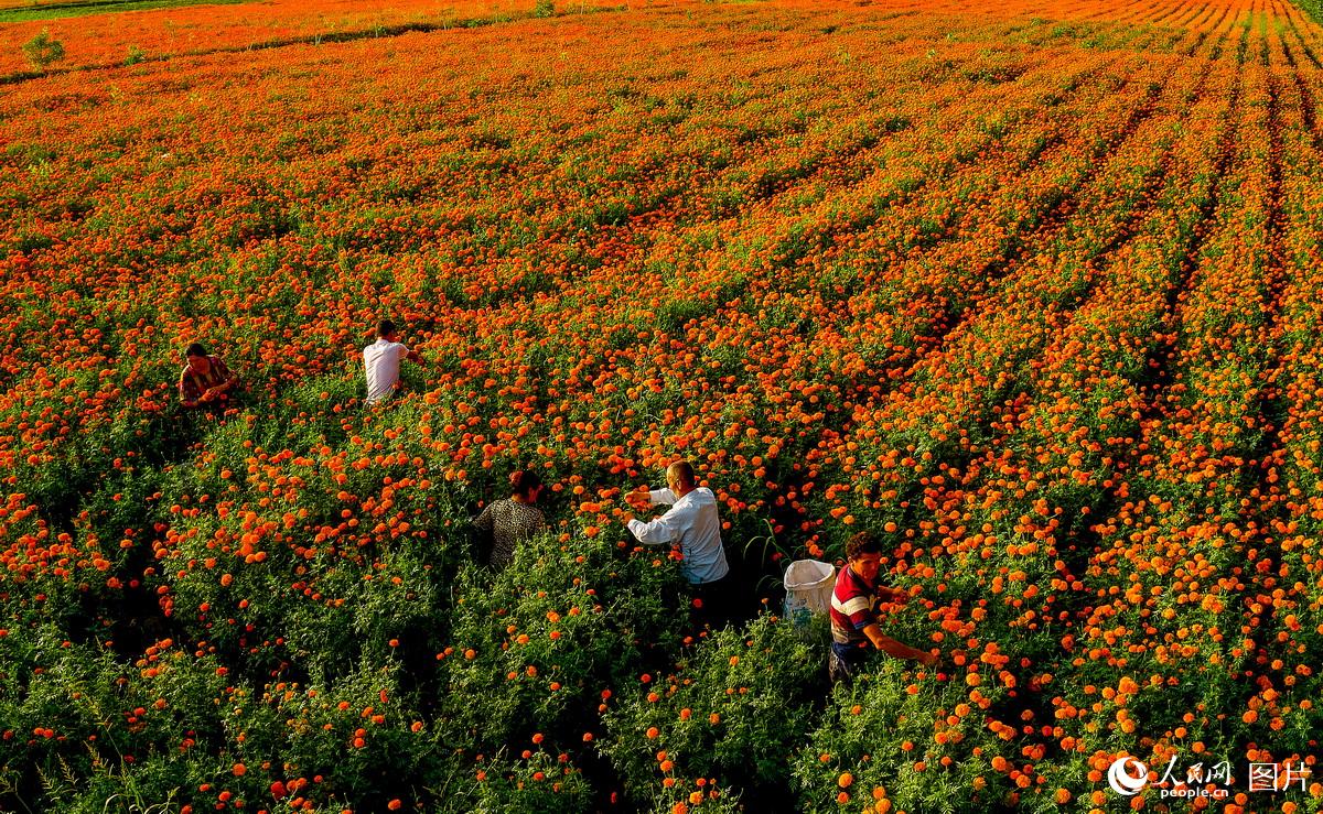 ملامح حصاد زهرة القطيفة المخملية في ياركانت، شينجيانغ