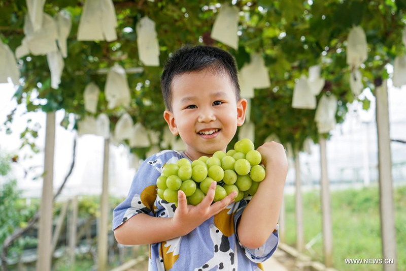 العنب يساعد في التنشيط الريفي بشرقي الصين