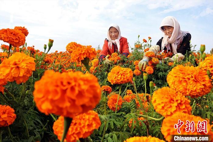 حصاد 2000  فدان من زهور القطيفة: 