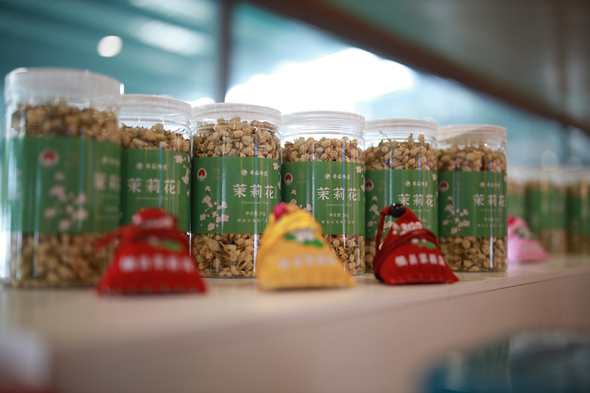 السلسة الصناعية المرتبطة بإنتاج الياسمين في هنغتشو بقوانغشي تثري حياة الأهالي
