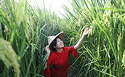 102زراعة تجريبية ناجحة للأرز العملاق بارتفاع 2 متر في تشونغتشينغ