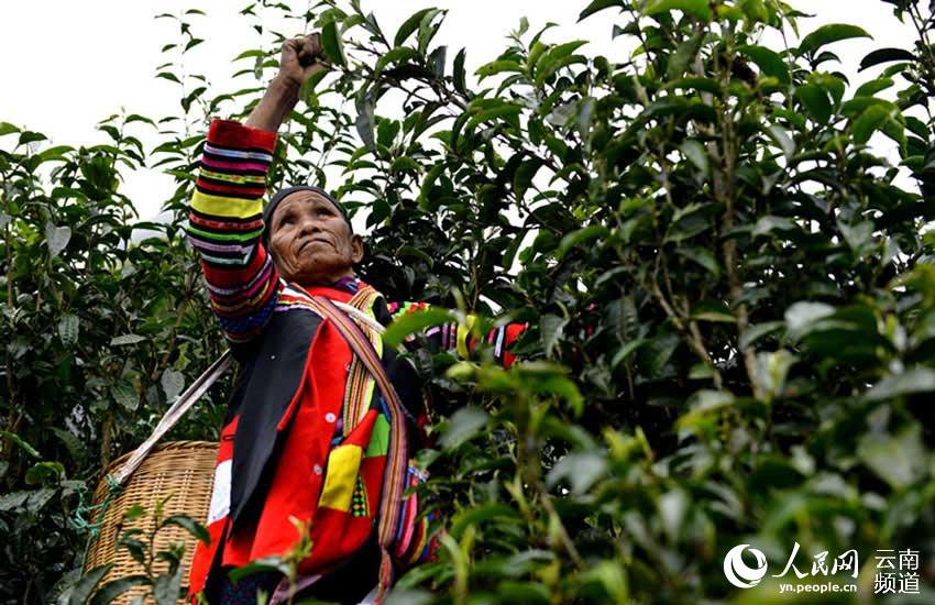 قطف أوراق الشاي، مهنة توارثها سكان الأقليات القومية في مقاطعة يوننان منذ آلاف السنين