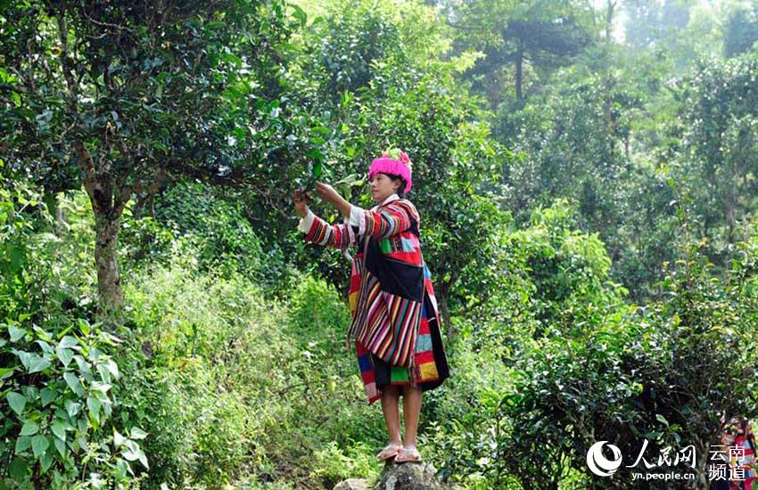 قطف أوراق الشاي، مهنة توارثها سكان الأقليات القومية في مقاطعة يوننان منذ آلاف السنين