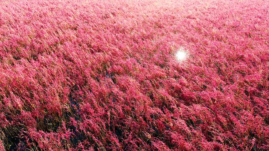 نبتة السويداء تفرش سجادها الأحمر في مقاطعة شاندونغ