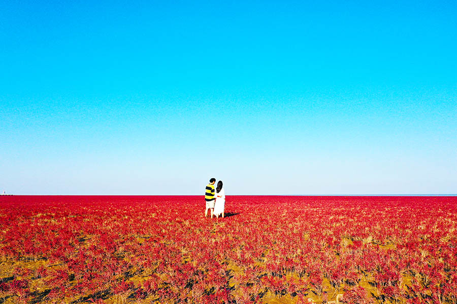نبتة السويداء تفرش سجادها الأحمر في مقاطعة شاندونغ