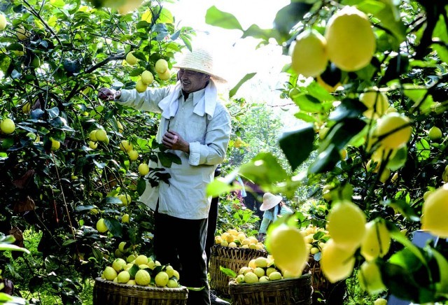 محافظة آنيو بمقاطعة سيتشوان: عاصمة الليمون في الصين