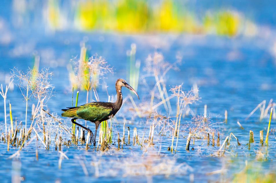 بالصور .. سرب من طيور أبو منجل الملون المهدد بالانقراض يشكل منظراً رائعاً في وادي نهر ييلي في شينجيانغ