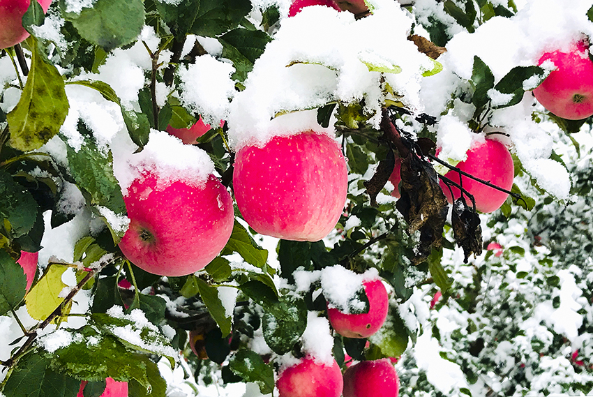 جينغنينغ ، قانسو: سحر التفاح الأحمر المكسو بالثلج الأبيض