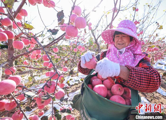حصاد التفاح في مدينة رونغتشنغ بمقاطعة شاندونغ