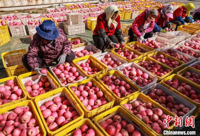 حصاد التفاح في مدينة رونغتشنغ بمقاطعة شاندونغ