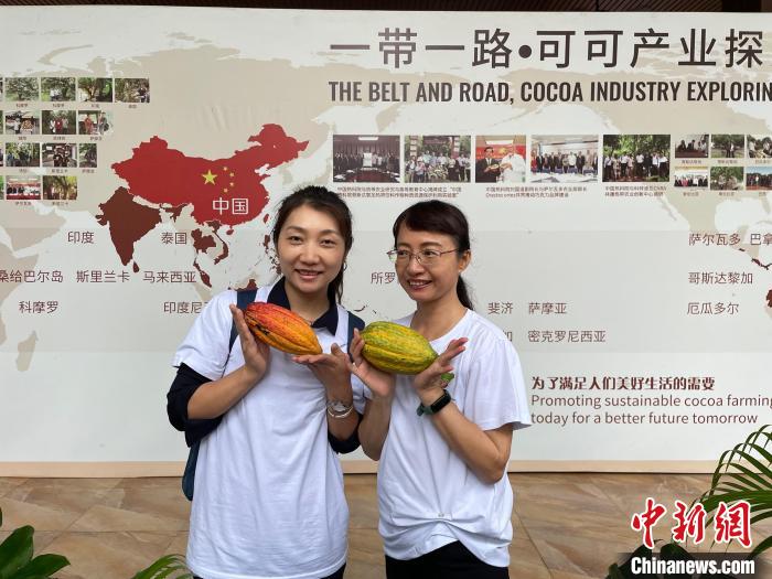  حبوب الكاكاو المنتجة في هاينان الصينية تلقى رواجاً كبيرًا وتضاعفاً في الطلب في السوق الدولية