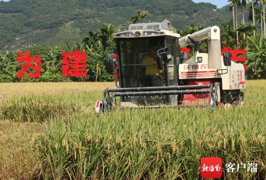 مقاطعة هاينان تحقق 1500 كلغ من إنتاج الأرز للمو الواحد
