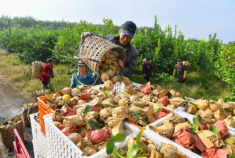 قوانغآن، سيتشوان: تصدير الليمون الجيد إلى الخارج