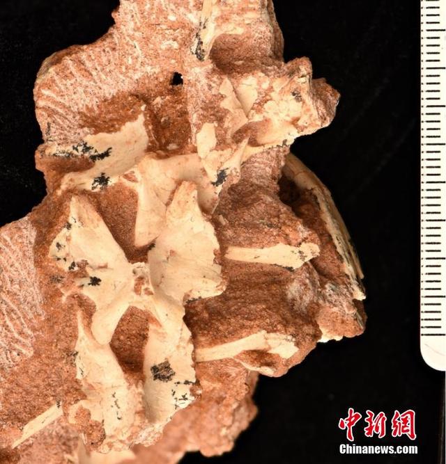 علماء صينيون يكتشفون نوعا جديدا من الديناصورات في منغوليا الداخلية