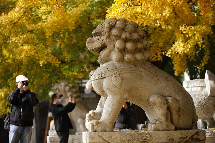 بكين: شجرتا الجنكة ذات 600 عام في معبد ووتا تتزينان باللون الذهبي في الخريف