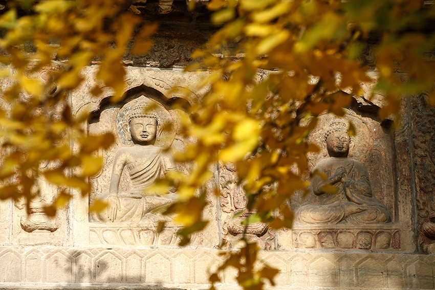 بكين: شجرتا الجنكة ذات 600 عام في معبد ووتا تتزينان باللون الذهبي في الخريف