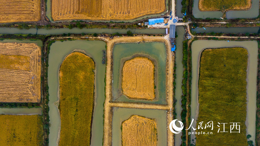تربية السلطعون وزراعة الأرز، حقل واحد بمحصولين في مقاطعة جيانغشي