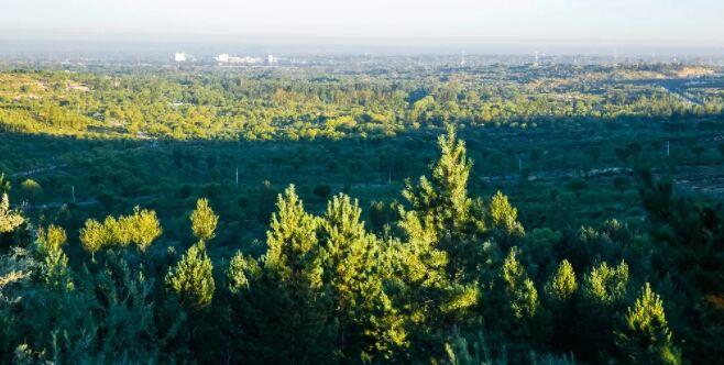 الصين زرعت 26 مليون هكتار من الغابات خلال 13 سنة