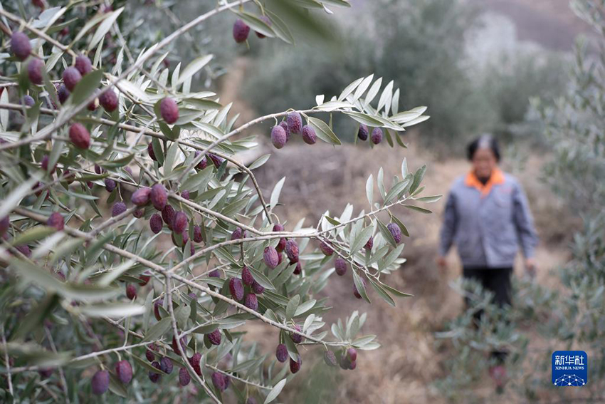 شجرة الزيتون مصدر الثراء في قانسو