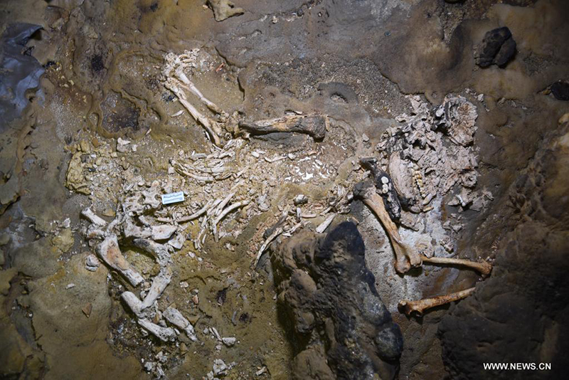 اكتشاف أحفورة لباندا عملاقة يرجع تاريخها الى ما قبل أكثر من 100 ألف سنة في الصين