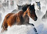 شتاء شينجيانغ .. خيول برية تتحدى الثلوج