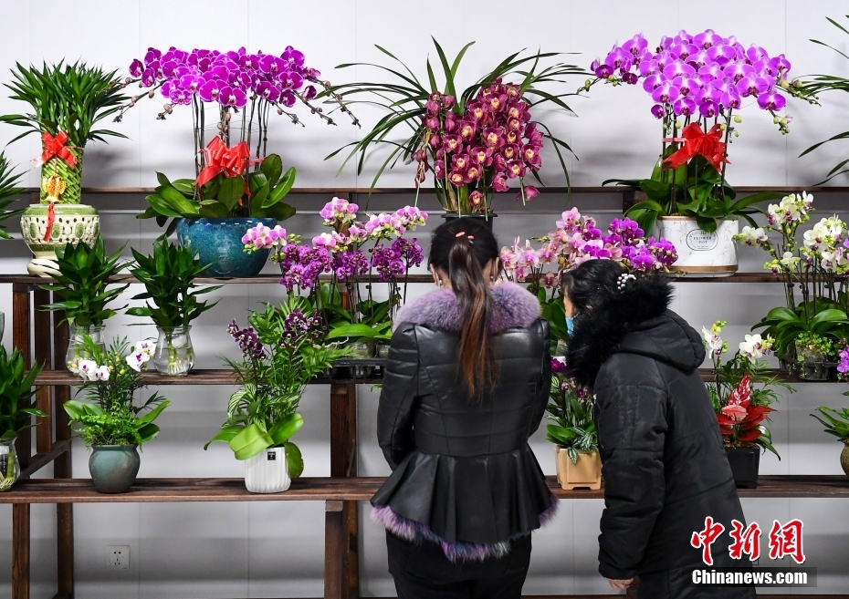 متجر يقدم خدمة رعاية النباتات يفتتح ببكين