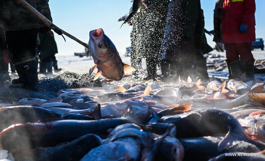 الصيد الشتوي للأسماك في بحيرة تشاقان بشمال شرقي الصين