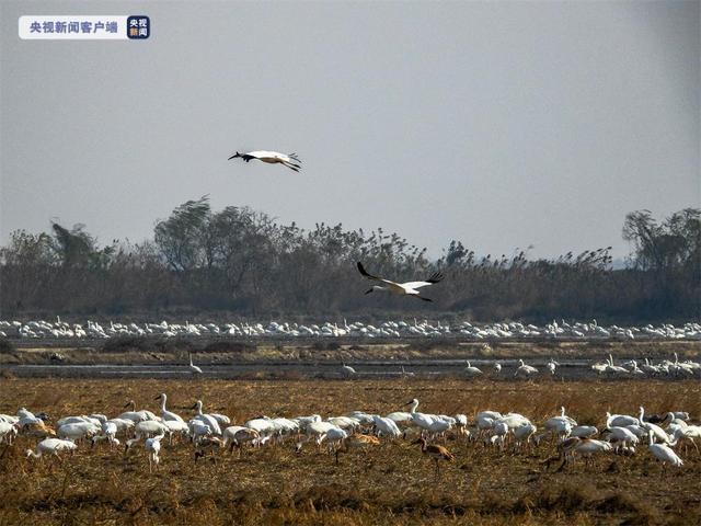 رصد أكثر من 766 ألفا من الطيور المائية عند أكبر بحيرة للمياه العذبة بالصين
