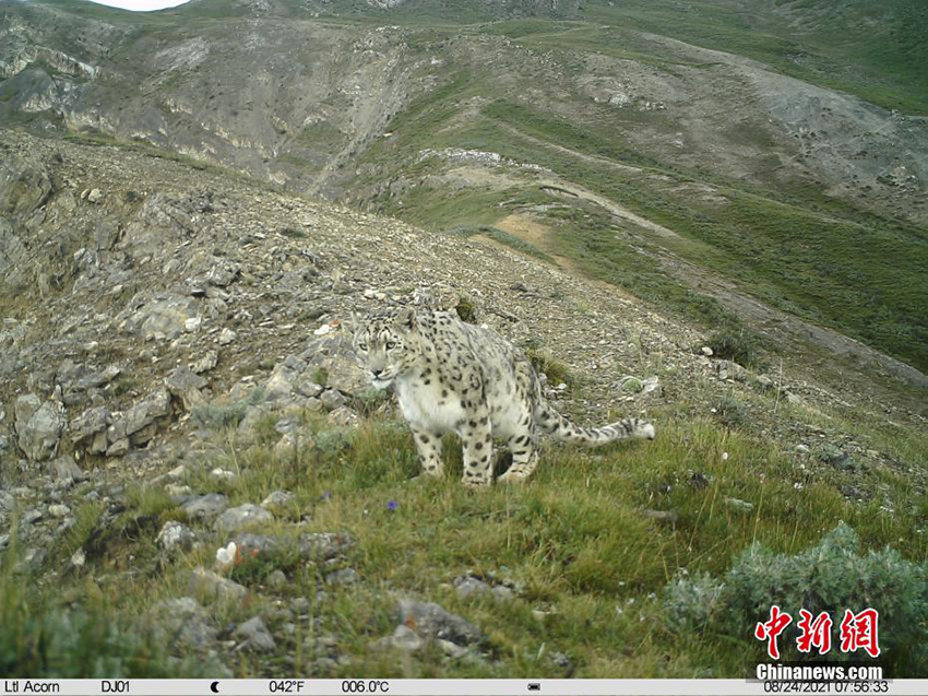 مدينة ناتشو: موطن نمر الثلج في التبت
