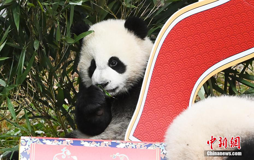 بمناسبة عيد الربيع.. صورة جماعية لأشبال الباندا العملاقة مواليد 2021 في مركز الصين للابحاث وحماية الباندا العملاقة