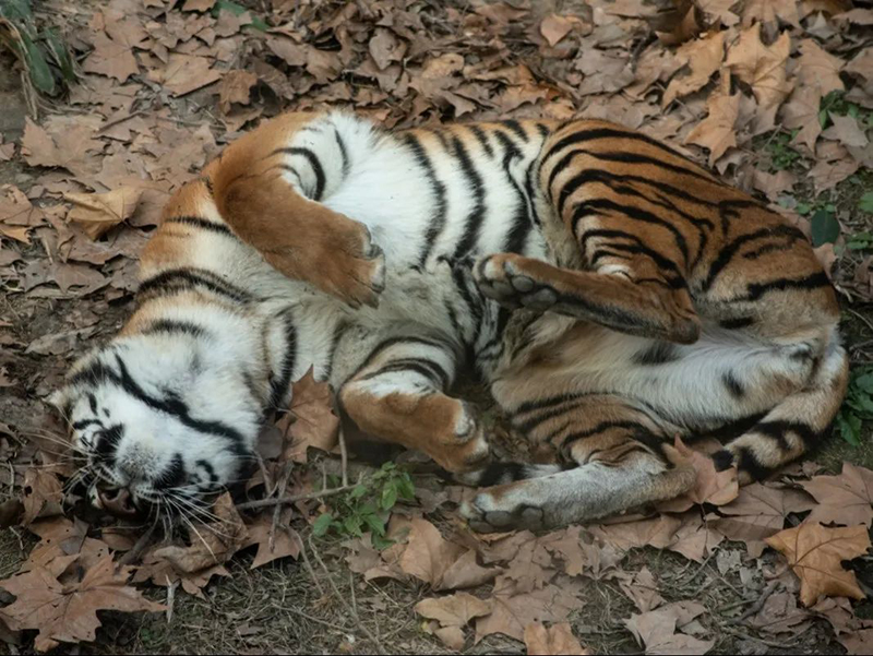 حديقة حيوانات بشنغهاي تقدم تذاكر مجانية لمن يحملون كلمة نمر في أسمائهم